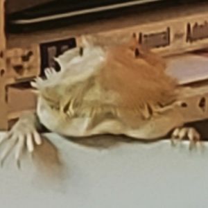 Meet your Posher, Drew